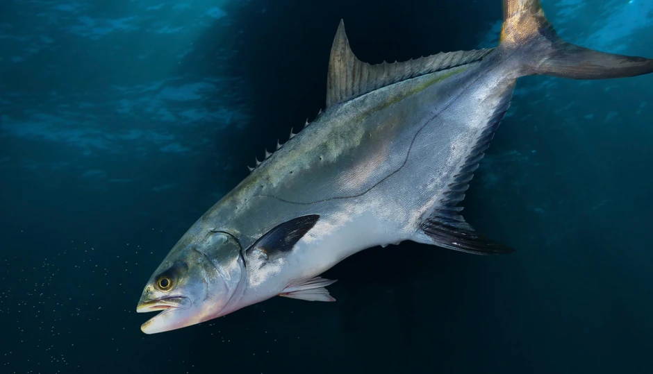 Riba lica "leerfish"