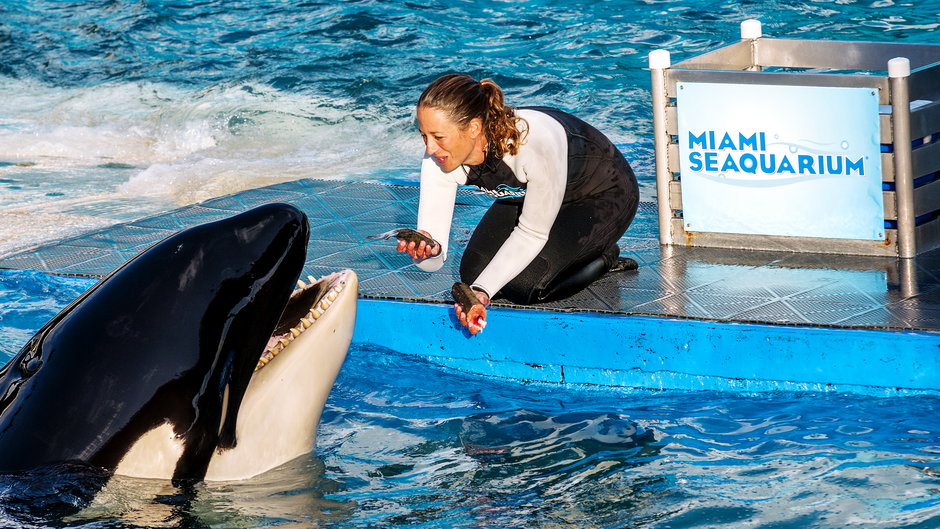 Orka Lolita w Miami Seaquarium