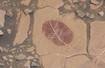 Czerwona skała pod pyłem, usuniętym przez łazik Curiosity