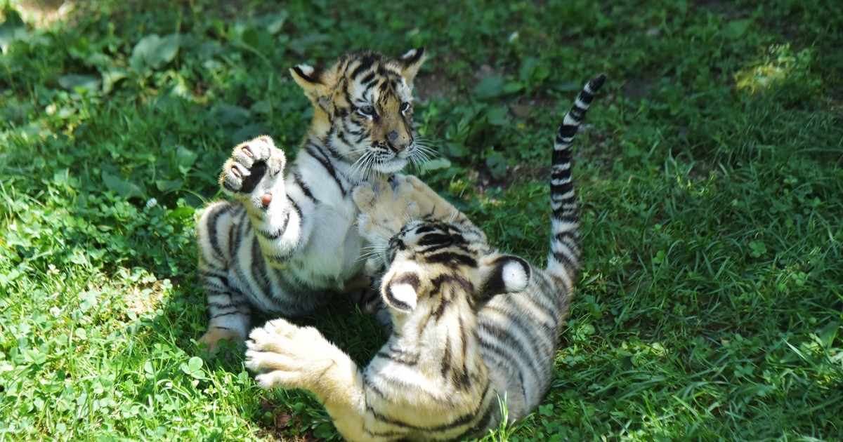 from-big-checks-to-talk-of-a-broken-ipo-market-the-tiger-cubs-are