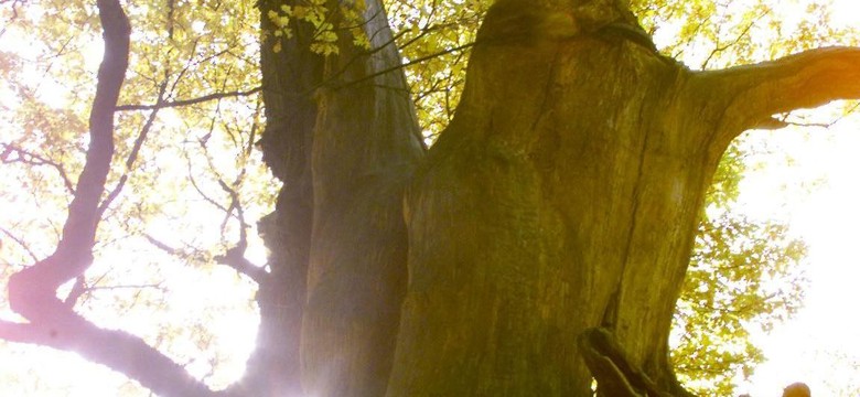 Dąb Mieszko w ogniu. "Jest tak mocno spalony, że nie można chodzić dookoła"