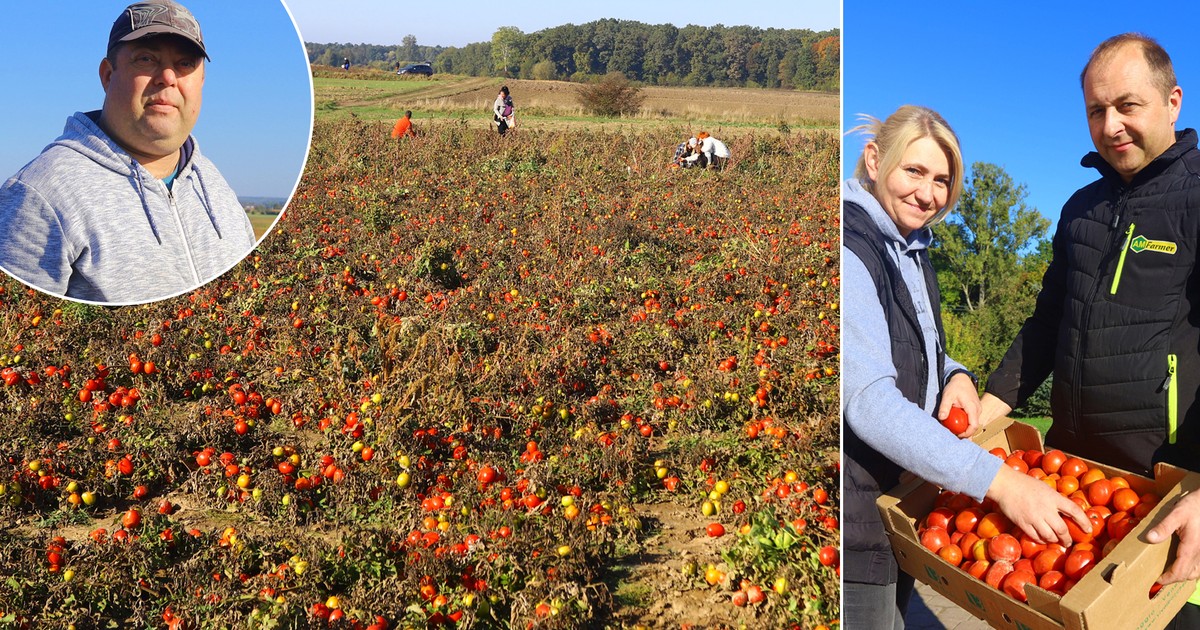 Rolnicy z Niewirkowa rozdają za darmo pyszne pomidory prosto z krzaka. Jest jeden, ale szczytny haczyk
