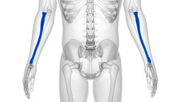 Kość promieniowa – budowa, funkcje, urazy. Rehabilitacja po złamaniu kości promieniowej