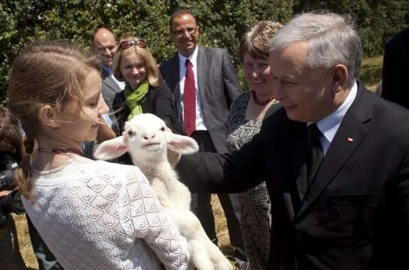 Kaczyński z owieczką. Foto