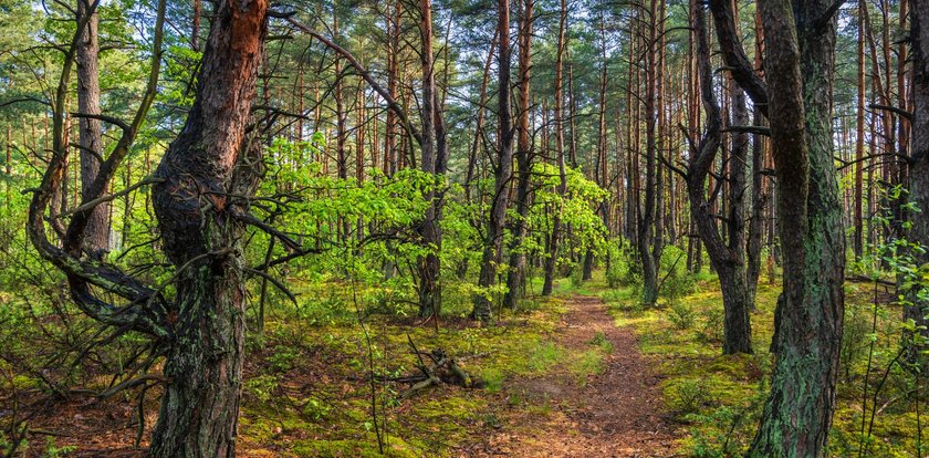 Makabryczne odkrycie na Dolnym Śląsku. Pies wisiał na drzewie przez wiele dni