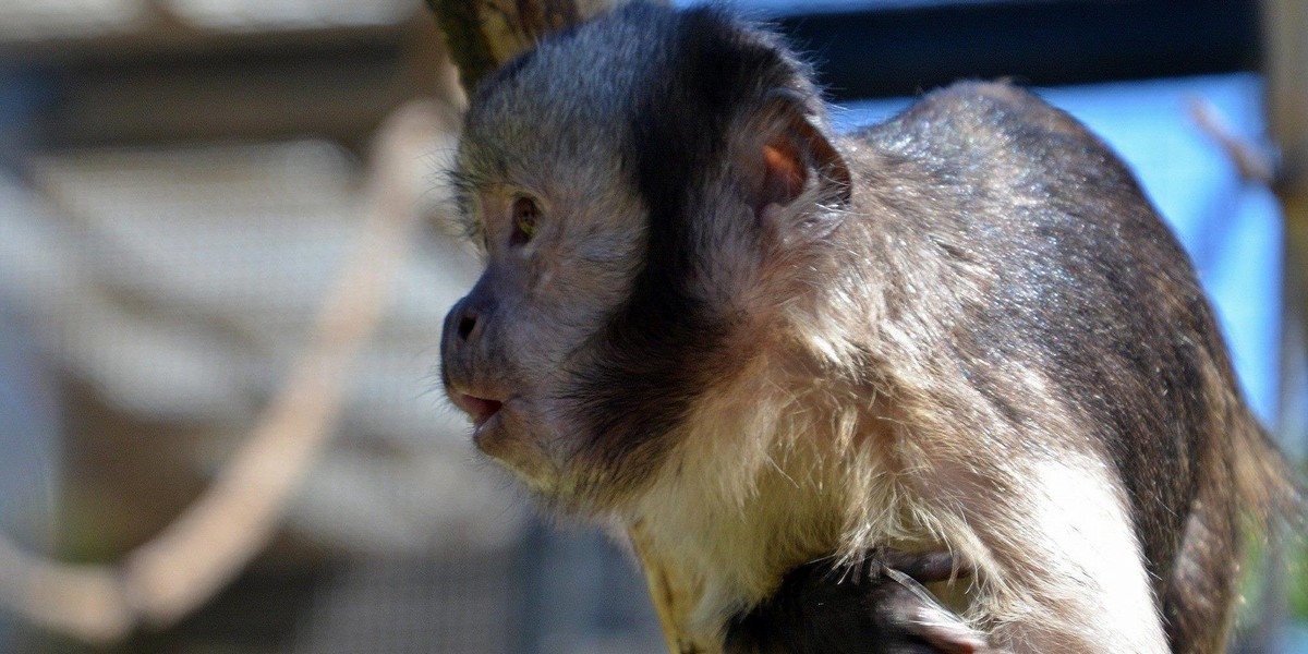 Nieodpowiedzialne zachowanie gości ZOO. To się mogło bardzo źle skończyć