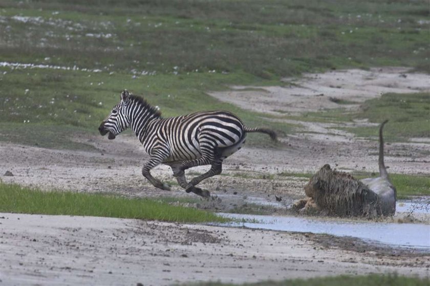 Brawo zebra! Lew dostał w pysk. FOTO