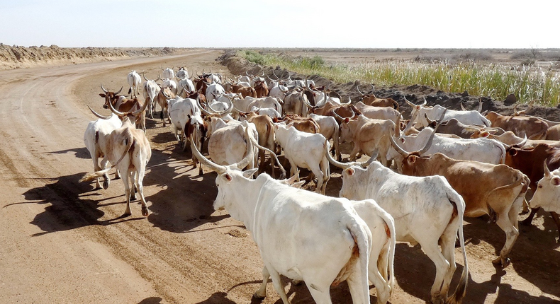 Elevage de bovins - Sénégal