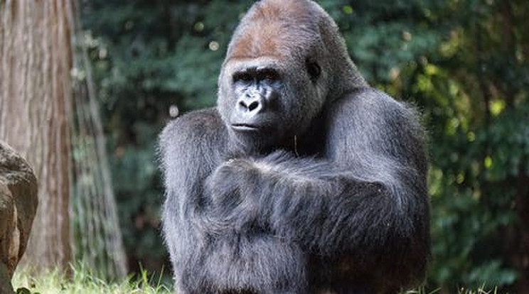 Megölték Uganda legismertebb hegyi gorilláját./ Fotó: Pexels