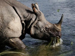 Plantacja konopi na wybiegu dla... nosorożców