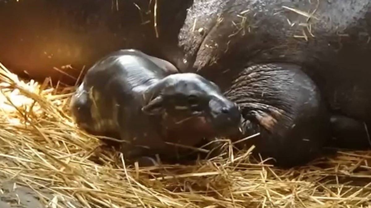 Napi cukiság: törpe viziló született a Szegedi Vadasparkban - videón a csöppség