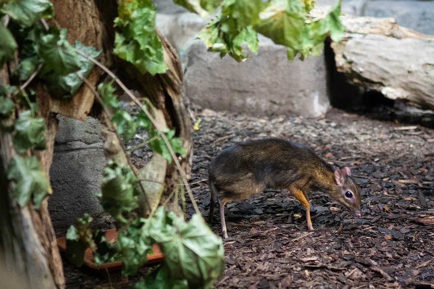 Myszojeleń z warszawskiego zoo poświęcił nam kilkadziesiąt minut