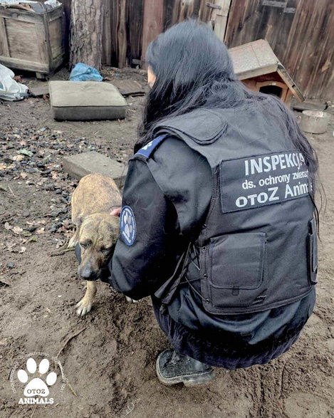 Inspektorzy OTOZ Animals co roku podejmują tysiące interwencji
