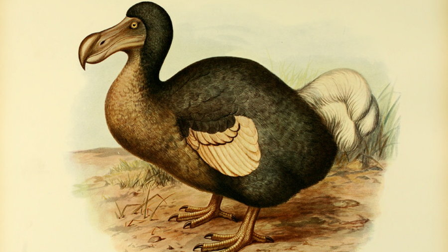 Naukowcy chcą przywrócić do życia dodo, fot. Frederick William Frohawk, Public domain, via Wikimedia Commons