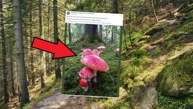 Widzisz w lesie muchomory czerwone? To dobry znak. Rozejrzyj się uważnie