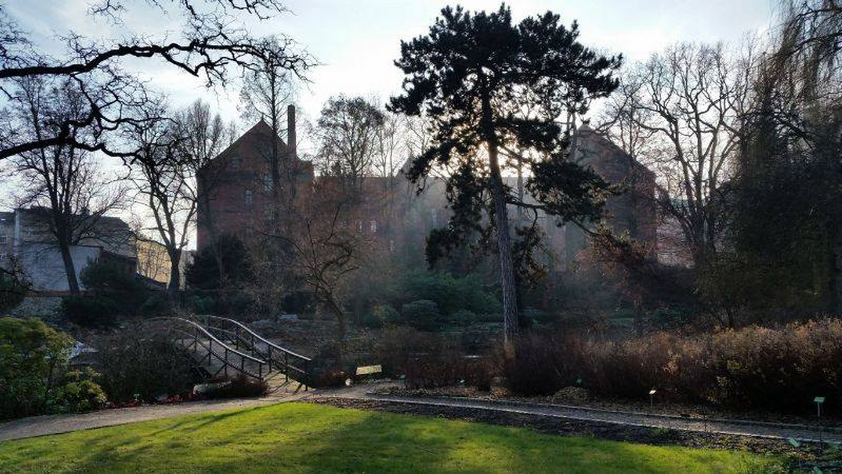 Ogród Botaniczny we Wrocławiu w tym roku będzie czynny również zimą. Podczas weekendów tematycznych zwiedzający będą mieli okazję zobaczyć m.in. szklarniowe rośliny tropikalne, sukulenty, a także kolekcję bluszczy.