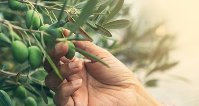 A klímaváltozás az olívatermesztést is tönkreteheti