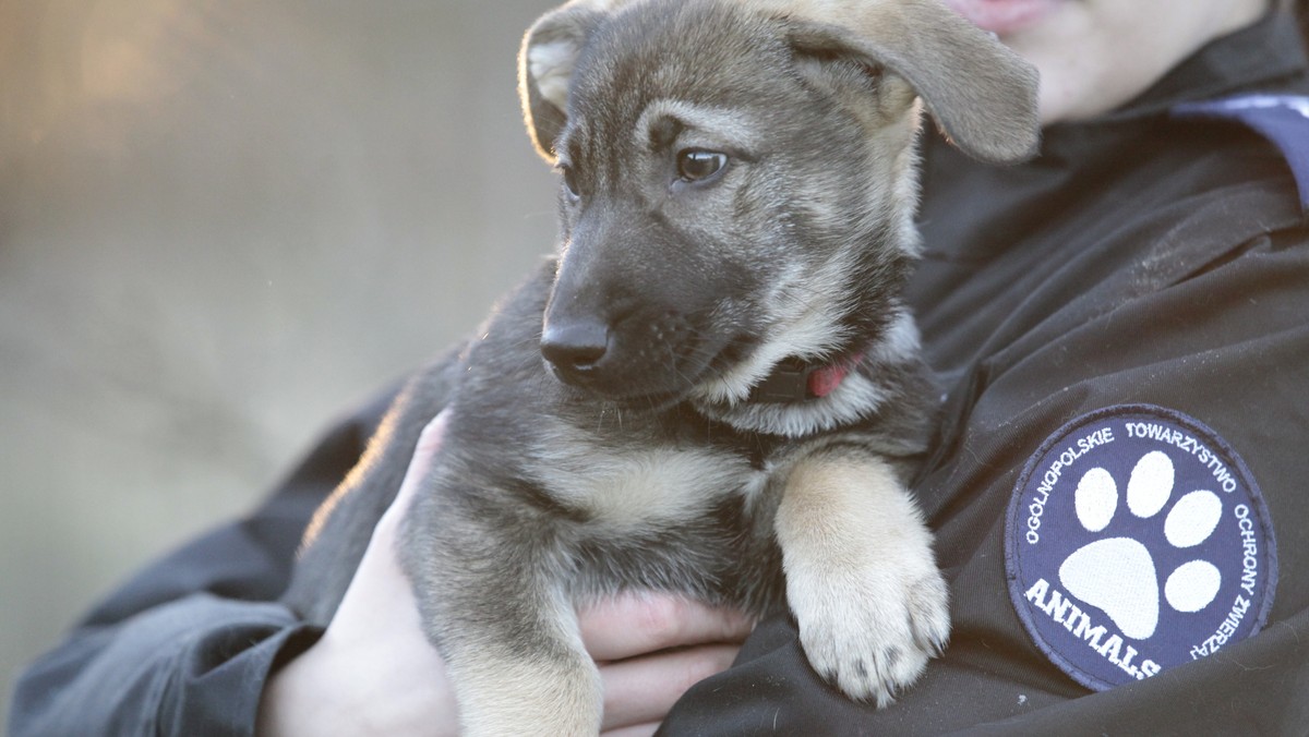 Ogólnopolskie Towarzystwo Ochrony Zwierząt Animals prowadzi osiem schronisk dla bezdomnych zwierząt oraz przytulisko dla zwierząt gospodarskich "Rogate Ranczo". Pod opieką Towarzystwa znajduje się ponad dwa tysiące porzuconych zwierząt. W 2015 roku inspektorzy uratowali i znaleźli nowe domy dla 5687 psiaków i 2456 kotów.