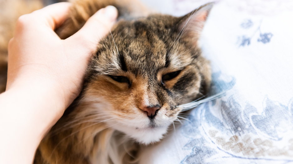 Koty mogą cierpieć na depresję - Kristina Blokhin/stock.adobe.com