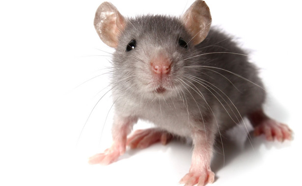 Przejrzeć ciało na wylot: jest sposób na przezroczyste myszy