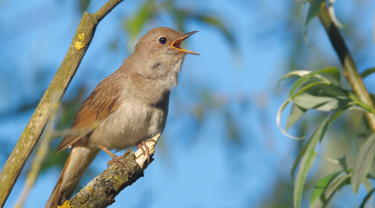 A költési időszak első felében a hímek nemcsak napközben, hanem egész éjszaka énekelnek /Fotó: Shutterstock