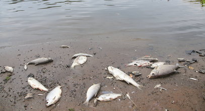 Co zatruło ryby w Odrze? Są pierwsze wyniki badań