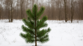 Wycinka choinki na święta z własnej działki - co zrobić, żeby nie płacić kary