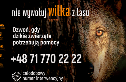 Widzisz dzikie zwierzę? Bądź rozsądny i bezpieczny!