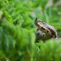 Óvatosan a réteken, ébredeznek téli álmukból a magyar sárkányok