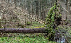 Wołający na puszczy. Białowieskiej. O co chodzi w tym sporze?