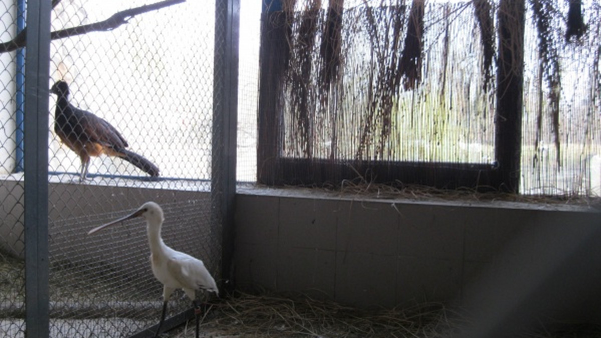 Warzęcha - duży ptak brodzący z rodziny ibisów - dwa osobniki tego gatunku pozyskał opolski ogród zoologiczny.