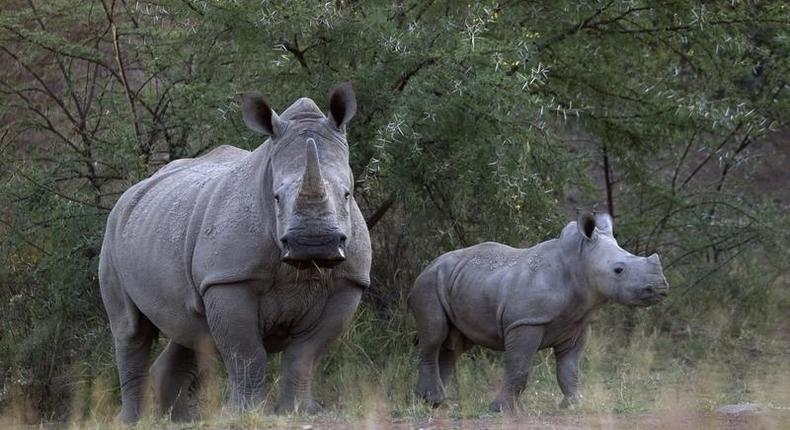 A White Rhino and her calf walk in the dusk light in Pilanesberg National Park in South Africa's North West Province April 19, 2012. REUTERS/Mike Hutchings