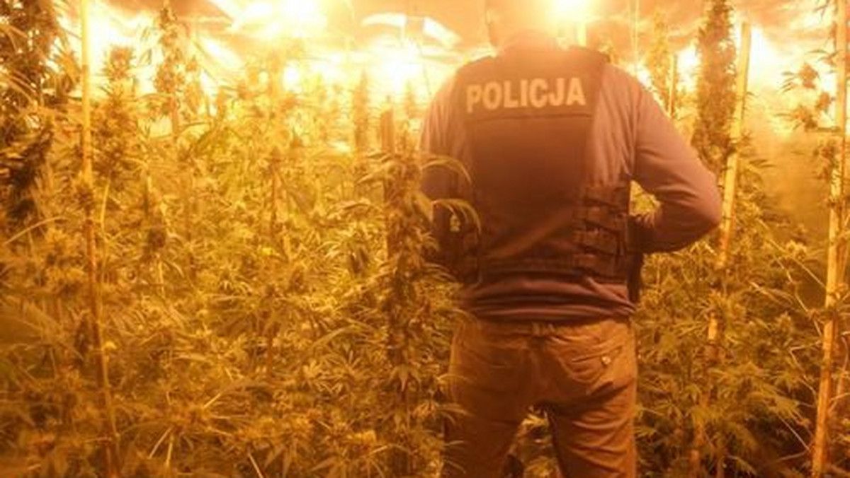 Policjant na plantacji marihuany