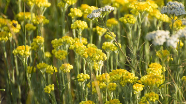 Te niepozorne żółte kwiaty są skarbnicą leczniczych właściwości. Przekonaj się o działaniu kocanek