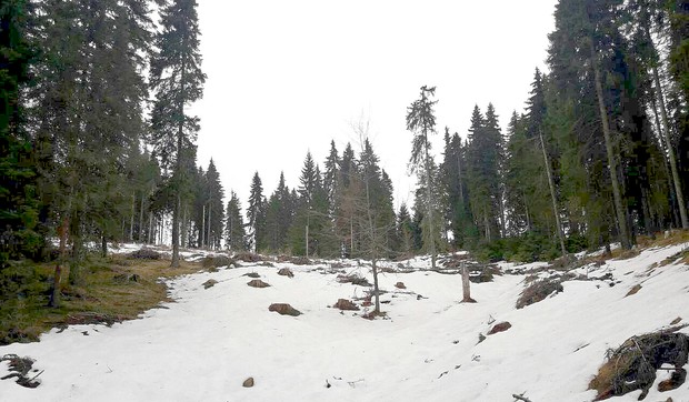 Kopaonik 3 Jankove Bare DZZPS