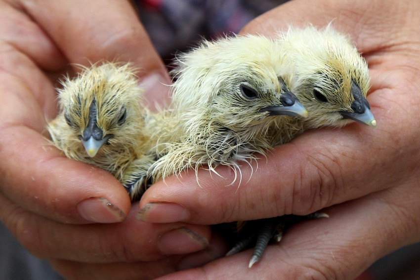 I iz njih se izležu pilići