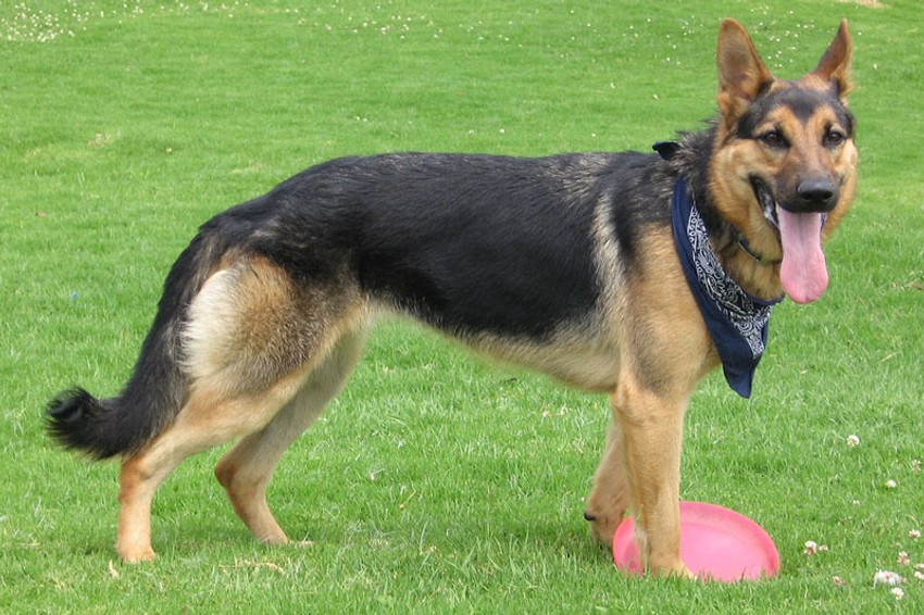 U okolnim naseljima u šetnju i bez povoca