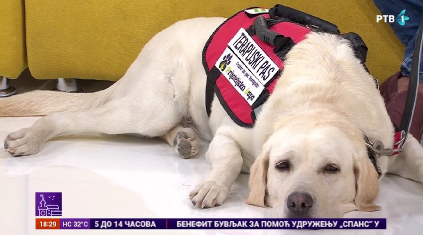 Nana, terapijski pas