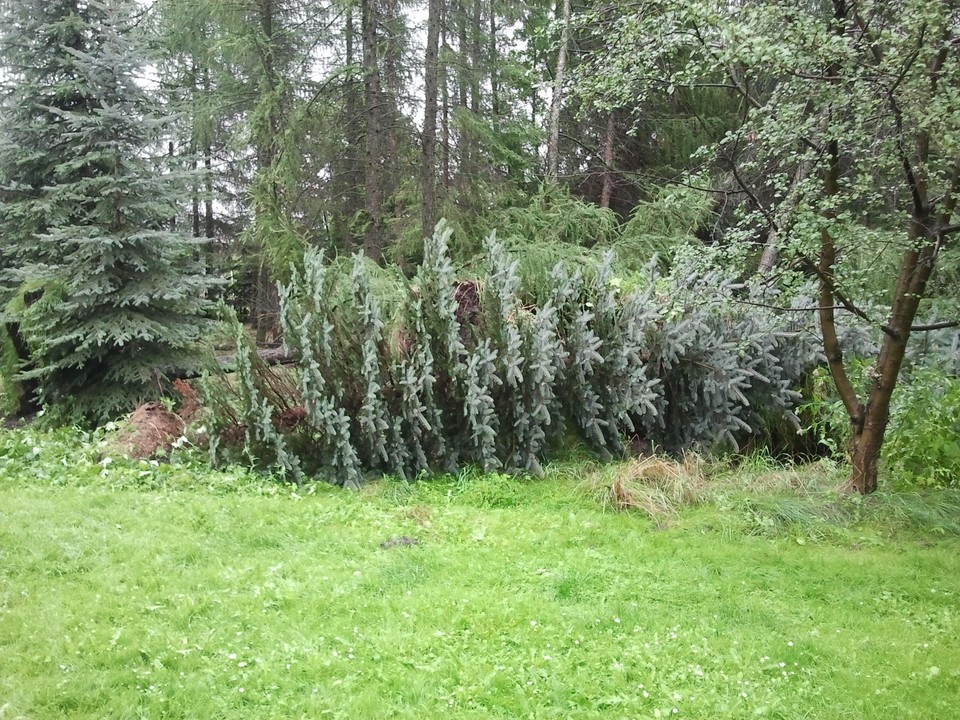 Laski koło Olkusza po nawałnicy, Fot. Daj znać