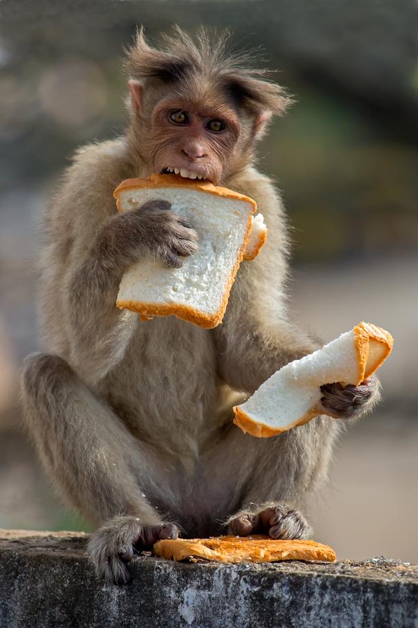 Małpa zjada ukradziony z pobliskiego sklepu chleb, Indie