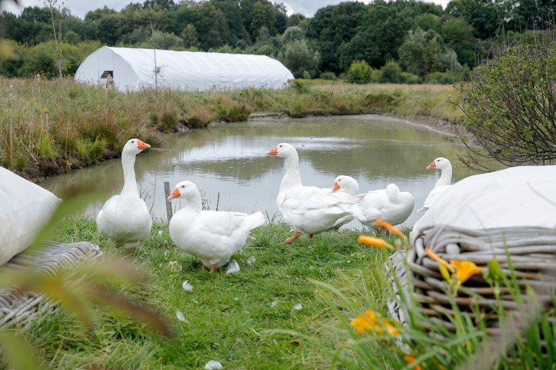 Forgotten Fields Farm