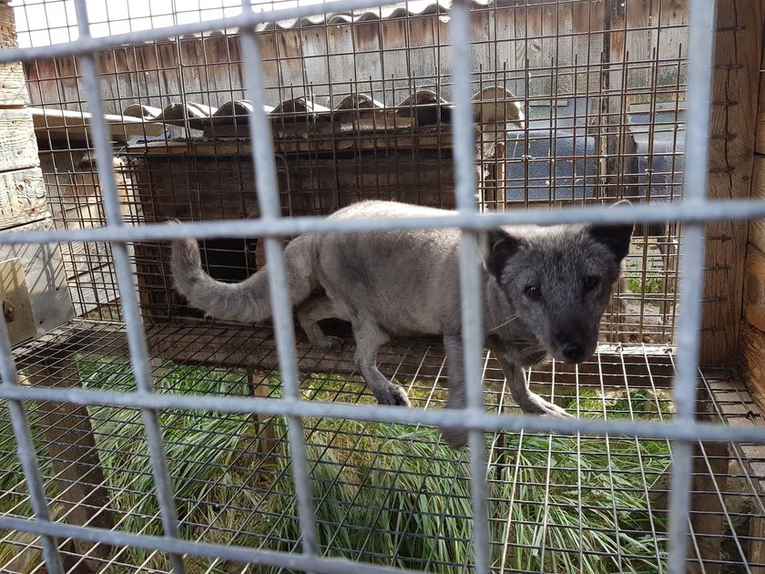 Ratujmy lisy skazane na śmierć!