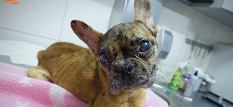 Popularna influencerka zagłodziła psa na śmierć. Wraz z partnerem usłyszeli wyrok. "To nie są ludzie"