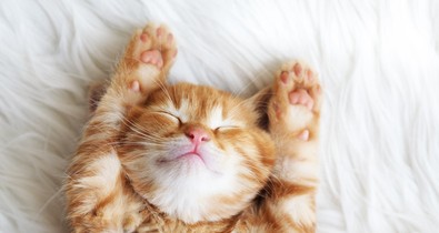 8-9 óránál nem ajánlott többet aludni, kivéve ezeket az eseteket!