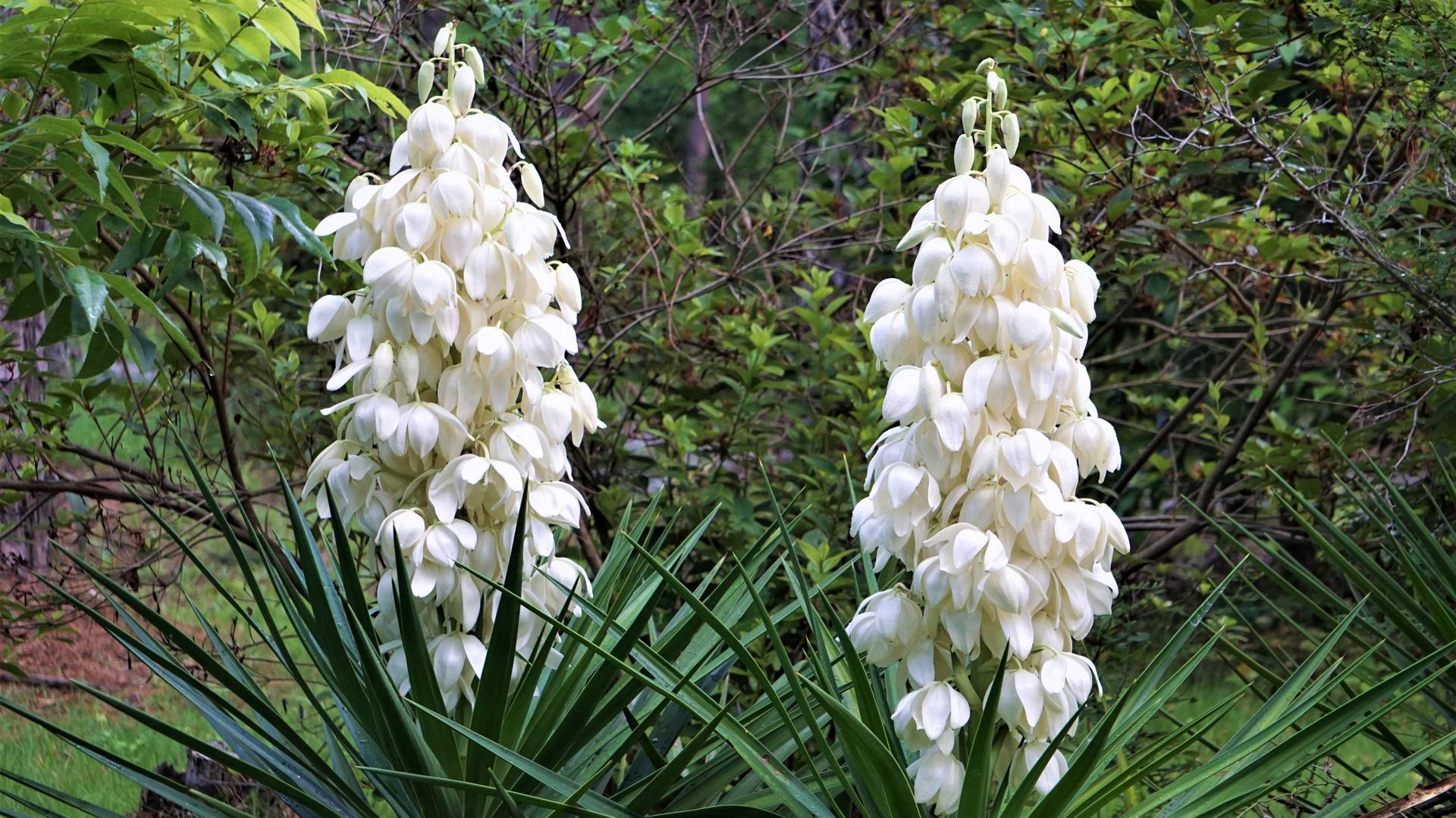 Juka ogrodowa co to za roślina i jakie są zasady jej uprawy Ofeminin