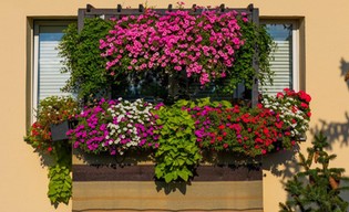 Nagrody w konkursie Warszawa w kwiatach!