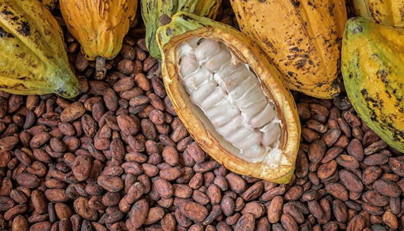 Cocoa farmers in Ghana are hoarding their products in anticipation of a price increment
