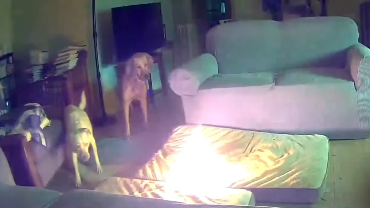 Ismét egy házi kedvenc miatt gyulladt ki egy ház: a család kutyája a power banket rágcsálta meg – videó