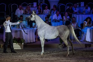 Zimowa aukcja Polskiego Klubu Wyścigów Konnych - 7 grudnia 2019 r. Opinie ekspertów