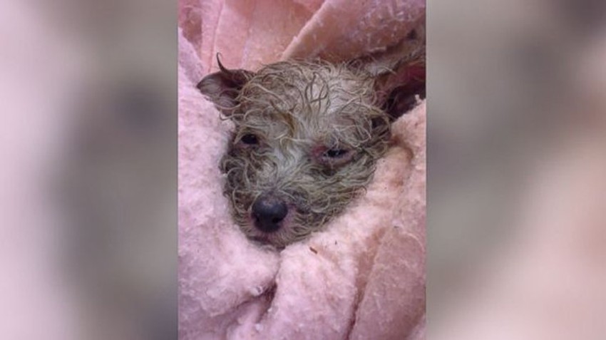 Štene nekoliko trenutaka nakon što je izvučeno sa pokretne trake u deponiji